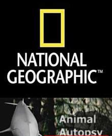 Анатомия крупнейших животных / Animal Autopsy